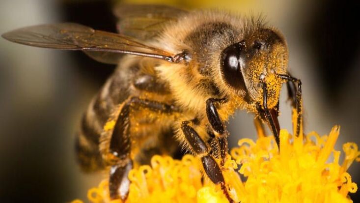 Una abeja ayuda a afrontar el dolor de espalda debido a la osteocondrosis